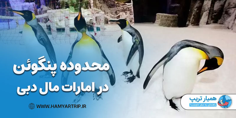 محدوده پنگوئن در امارات مال دبی