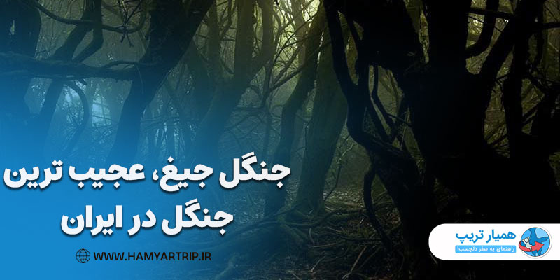جنگل جیغ، عجیب ترین جنگل در ایران