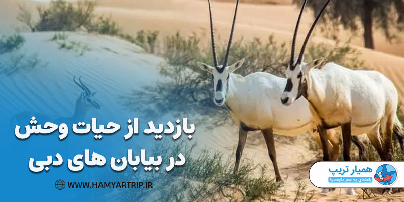 بازدید از حیات وحش در بیابان های دبی